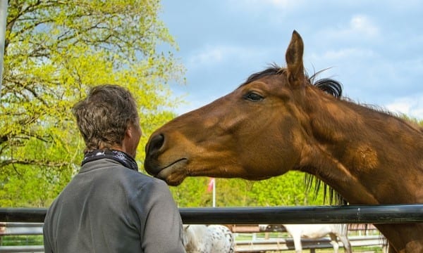 Lijn In Je Leven horsetherapy Hoe werkt Lijn? 
